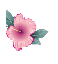 Pink Hibiscus - Tea Towel Design