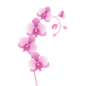 Pink Orchid Thumbnail